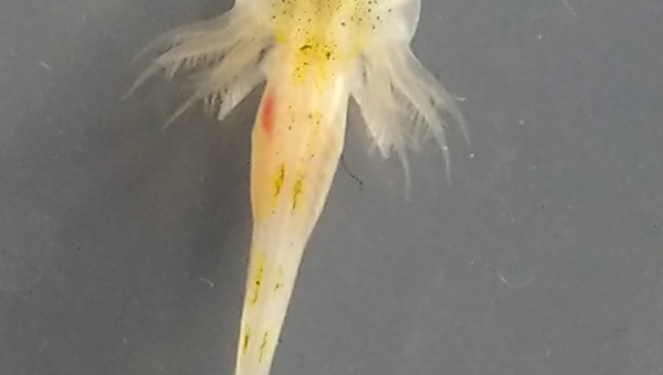 Formation des pattes avant!