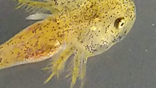 Formation des pattes avant!