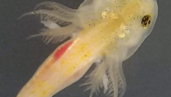 Les doigts se forment