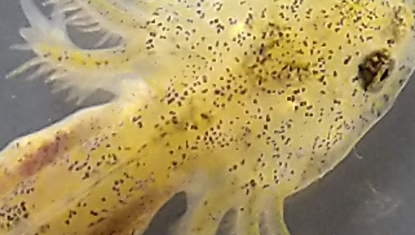 Déjà 3 doigts sur les pattes avant...