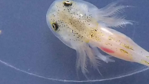 Déjà 3 doigts sur les pattes avant...