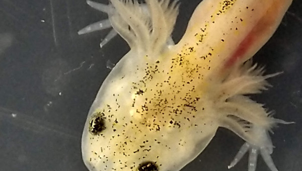 L'articulation du coude est nette - Tous les doigts sont visibles