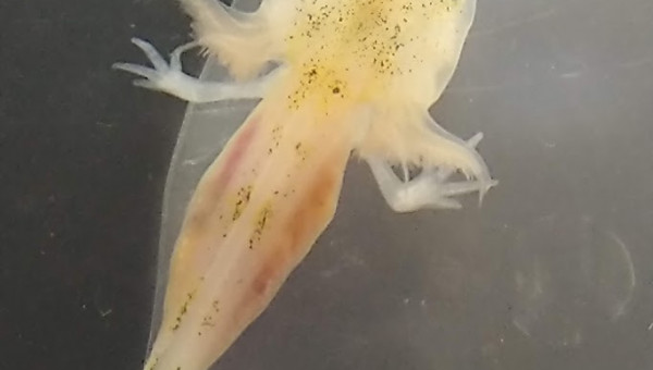 L'articulation du coude est nette - Tous les doigts sont visibles