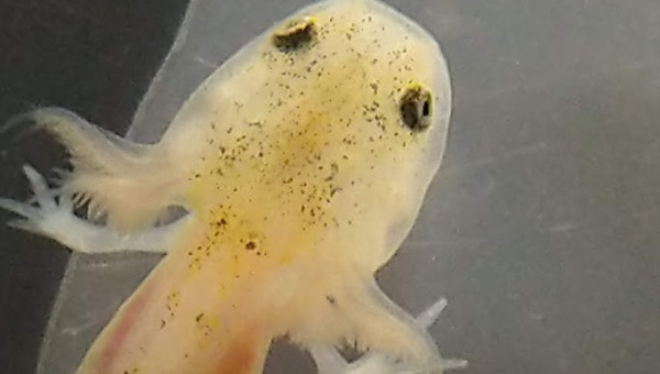 L'articulation du coude est nette - Tous les doigts sont visibles