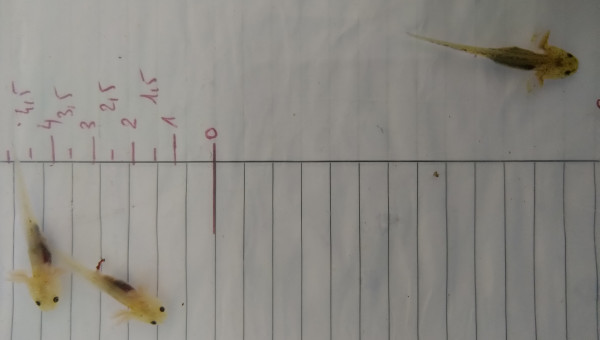 Les petits axolotls passent au régime carné à base de vers rouges "larves de chironomes"