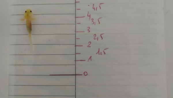Ils font tous au moins 3 cm d'après l'échelle au fond du bac.
