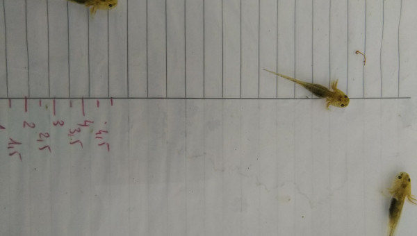 Ils font tous au moins 3 cm d'après l'échelle au fond du bac.