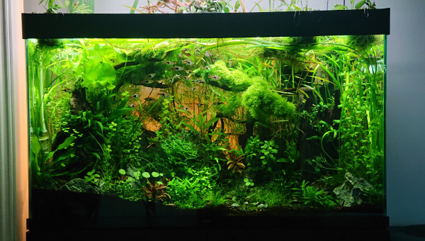 Bornéo S+21  200l communautaire