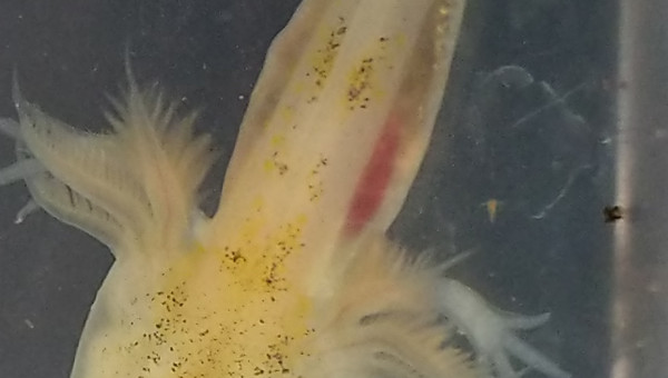Les pattes arrières sont bien visibles sur un axolotl leucistique d'un mois