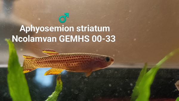 ♂️  Aphyosemion striatum Ncolamvan GEMHS 00-33