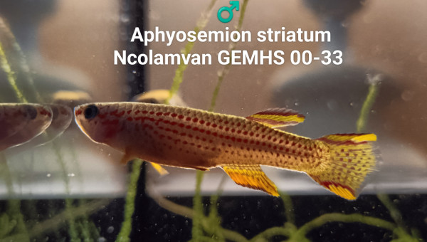 ♂️  Aphyosemion striatum Ncolamvan GEMHS 00-33