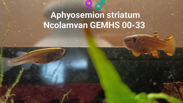 ♀️♂️  Aphyosemion striatum Ncolamvan GEMHS 00-33