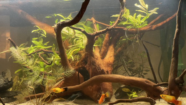 Ajout pompe extérieur