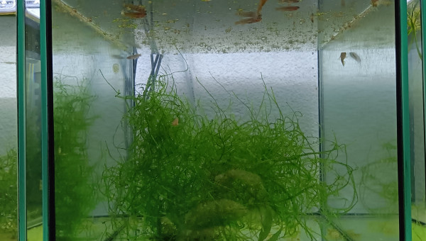 233 Fundulopanchax scheeli