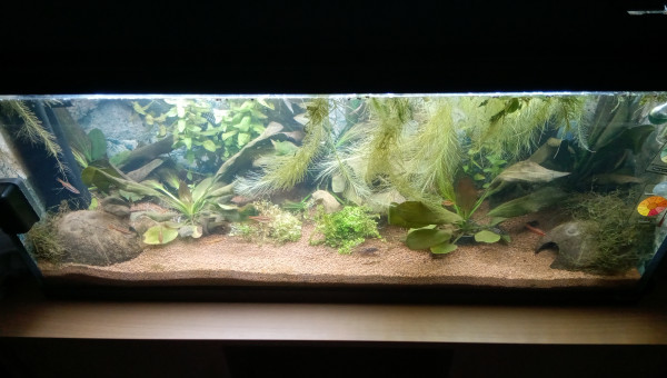 Reorganisation des plantes