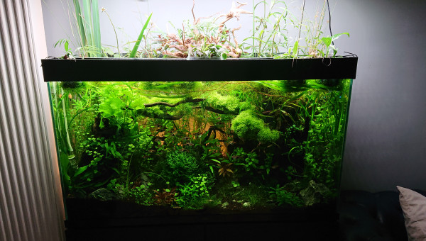 Bornéo S+22  100x40x60