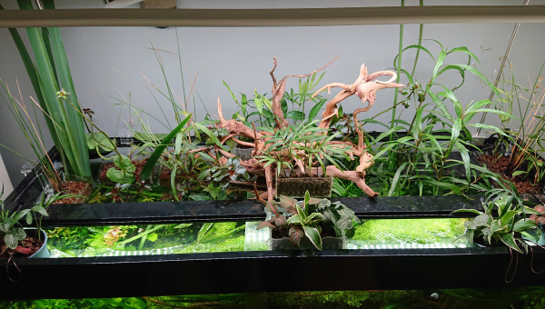 Bornéo S+22  100x40x60