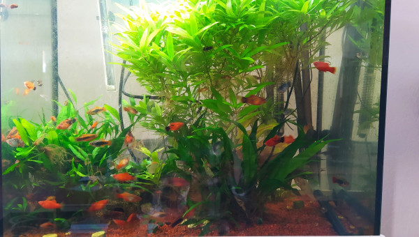 Il n'y a plus d'algues !