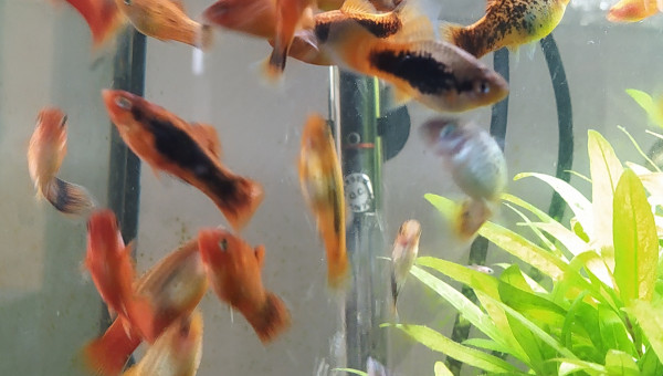 Juste une pincée, on se calme