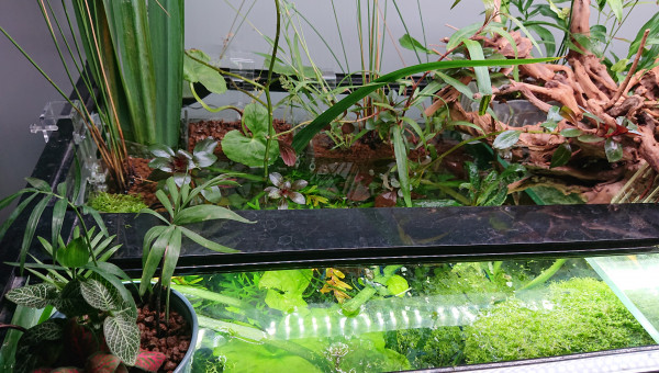 Bornéo S+22  100x40x60