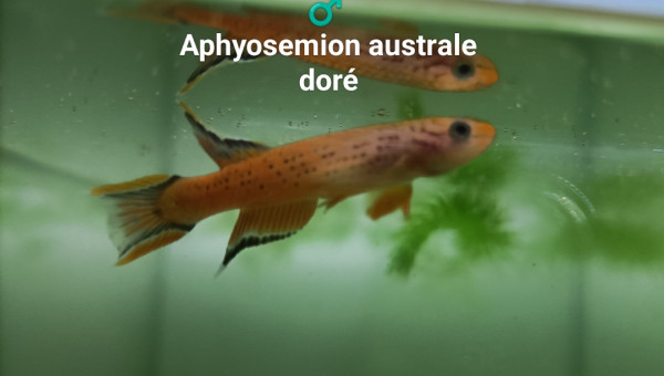 ♂️ Aphyosemion australe doré