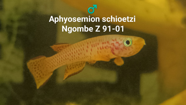♂️ Aphyosemion schioetzi Ngombe Z 91-01