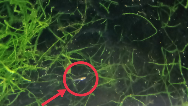 Alvin Aphyosemion striatum Ncolamvan GEMHS 00-33