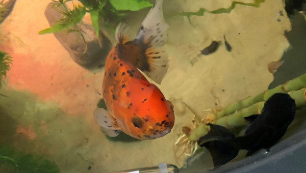 messiah (oranda), Jynjo (Ranchu)