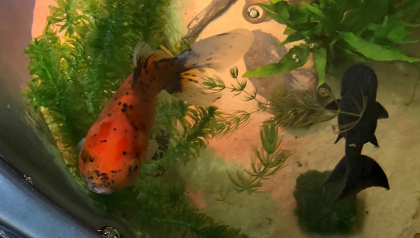 Oranda et Ranchu ancien bac