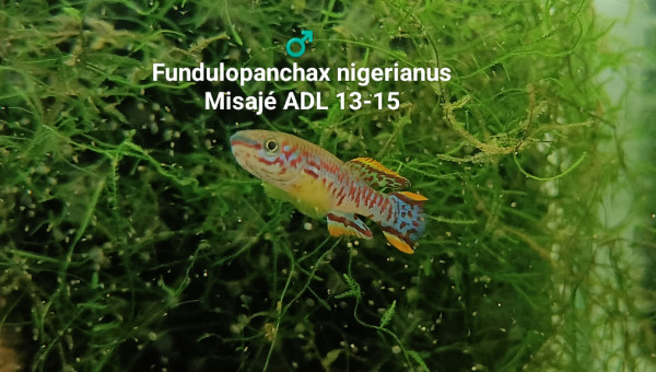 ♂️ Fundulopanchax nigerianus Misajé ADL 13-15