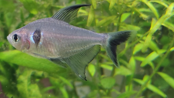 Tétra fantôme noir