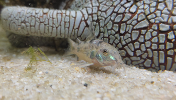 Corydoras Paleatus
