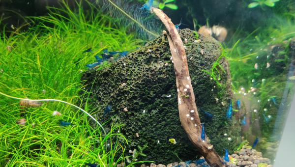 Neocaridina davidi "Blue velvet"