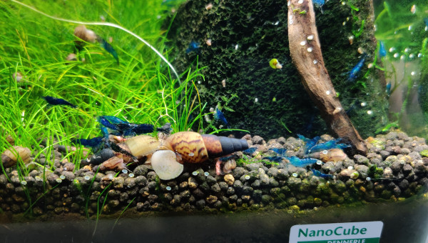 Neocaridina davidi "Blue velvet"