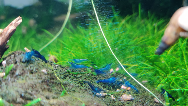 Neocaridina davidi "Blue velvet"