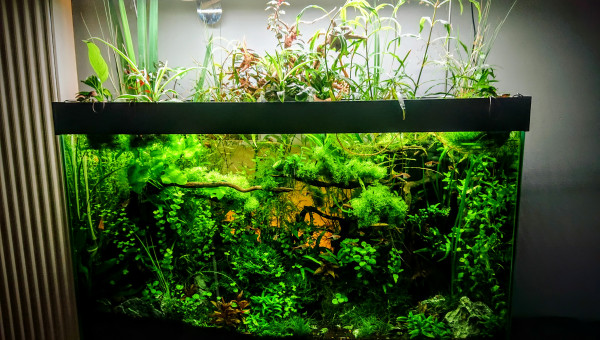 Bornéo S+24  100x40x60