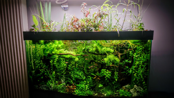 Bornéo S+24  aquascape jungle
