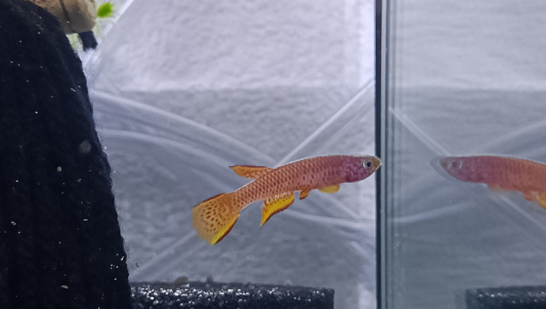 ♂️  Aphyosemion schioetzi  Ngombe Z 91-01