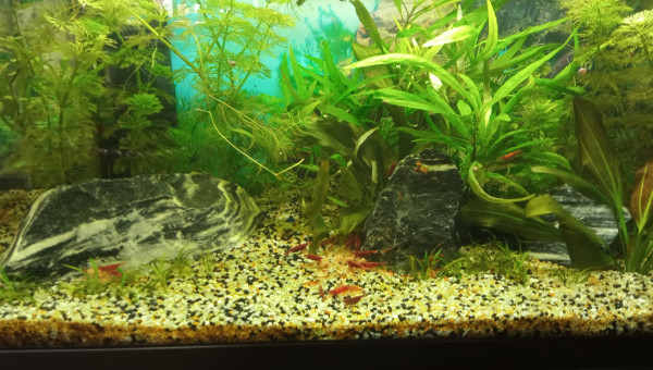 Nourrissage des red cherry et Cory pygmeus