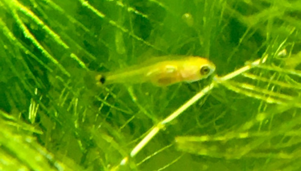 Première naissance spontanée!