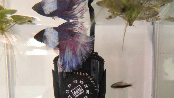 LuneBlanche et Fantômette