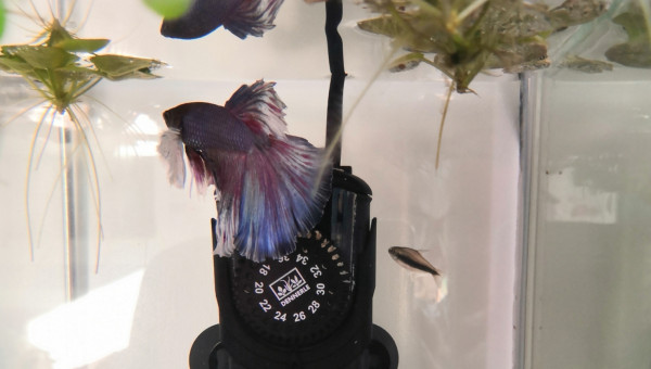 LuneBlanche et Fantômette