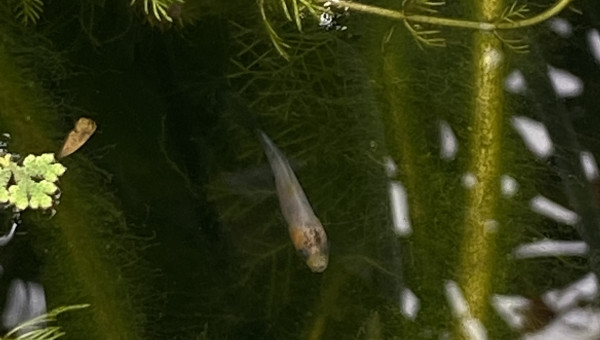 Premières naissances dans le bassin