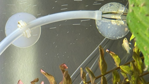 Lucky est née et a survécu.