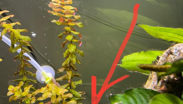 2 nouveaux bébés poisson