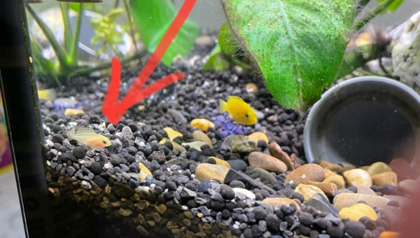 2 nouveaux bébés poisson