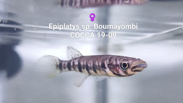 ♀️  Epiplatys sp. Boumayombi COCCA 19-09