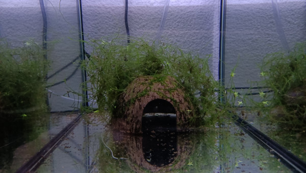 133 Futur couple reproducteur Aphyosemion jeanhuberi Malinga GBG 93-20