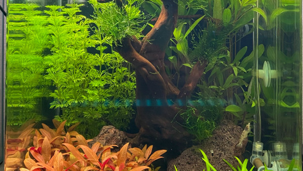 J21, avec premiers habitants (Japonica x3)