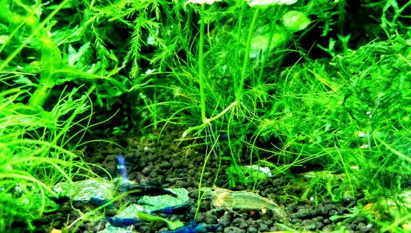 Crevette Japonica & neocaridina bleu velvet